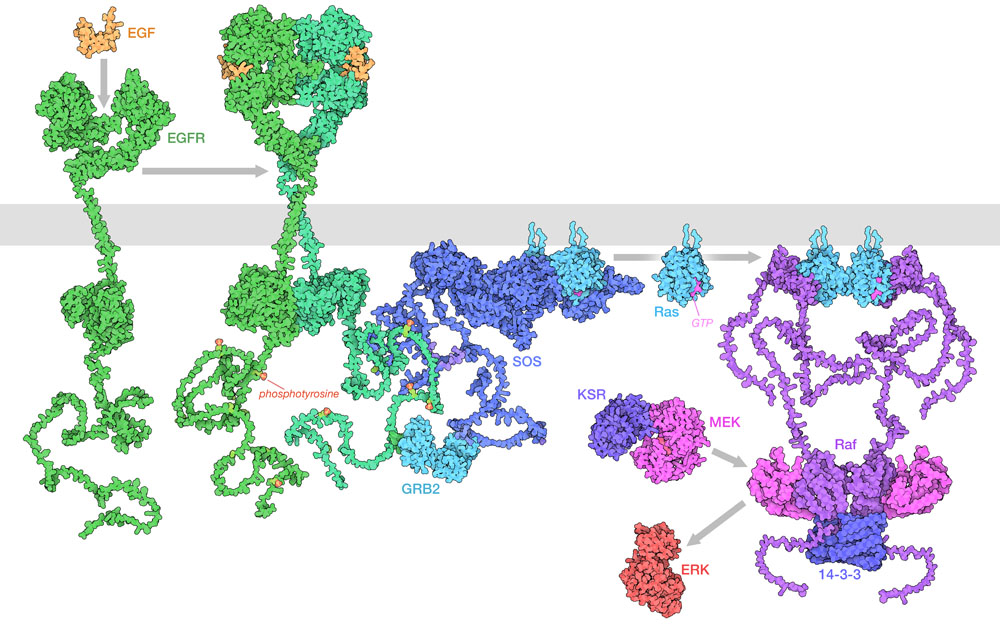 Here's a quick preview of a ras signaling illustration I just completed, for use in an upcoming feature on structural biology of cancer at PDB-101 @buildmodels. The folded portions are from the PDB archive, the wiggly bits are from AlphaFold2, all cobbled together in Photoshop.