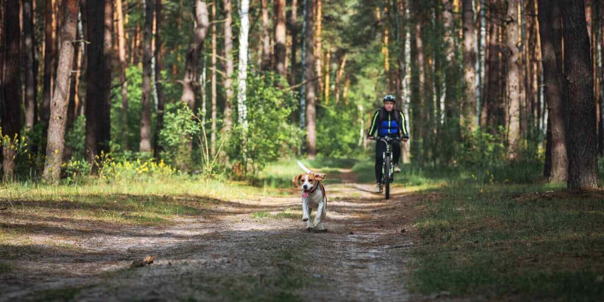 pawpalspet's tweet photo. 6 Trails Dogs Love In Fairfax, Va https://t.co/tDDwZjrWBZ
