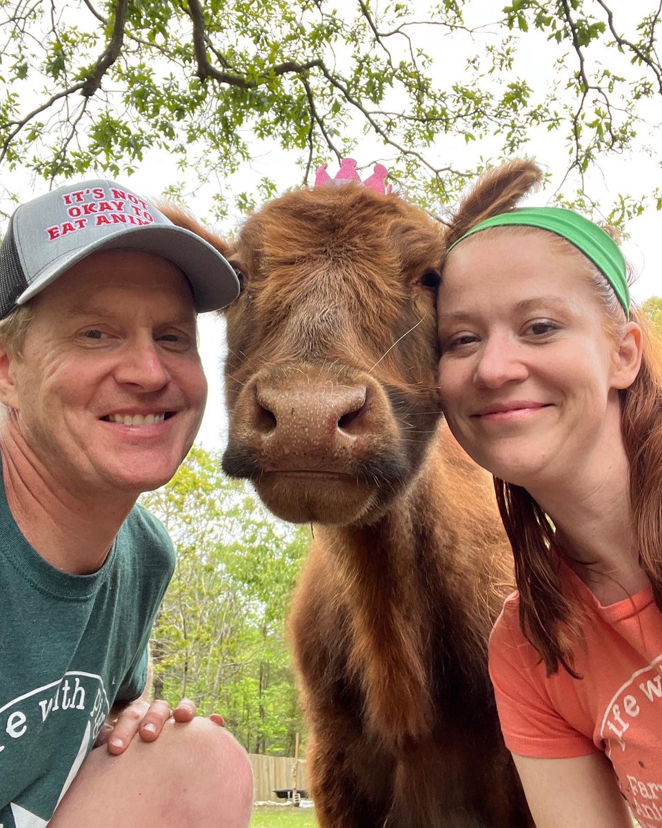 LifewithPigs's tweet photo. Happy little Annie #blindcow #dwarfcow https://t.co/Hiy4C9uhmF