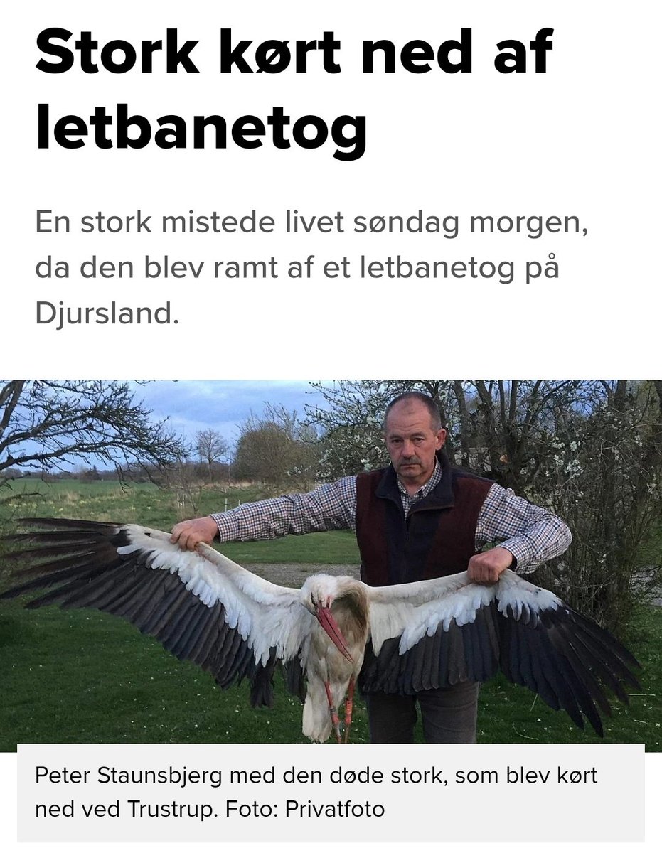 For helvede, det er sgu da storkens egen skyld. Nu må du kraftedeme holde op. Den har siddet her og så er den helt umotiveret vadet ud foran letbanen, det kan kraftedeme da ikke være vores skyld.