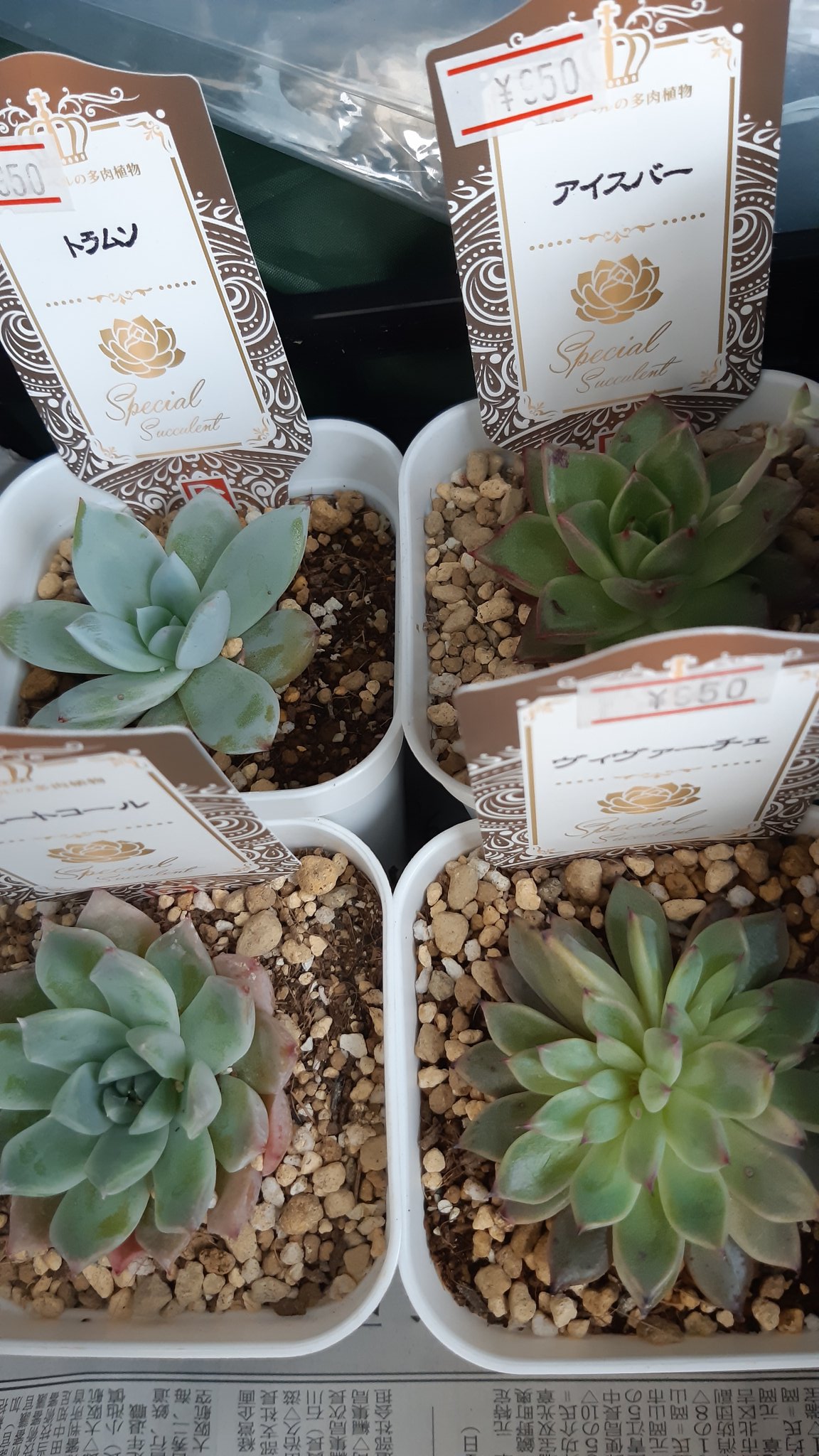 ケイコ 昨日と今日の多肉狩り 4枚目のビッグな多肉は0円ですぞ シテリアだって ブルードラゴン 買ってしまいました 多肉植物 吉坂包装 岡山サボテン同好会販売会 Rskバラ園 T Co Sealgsup9q Twitter