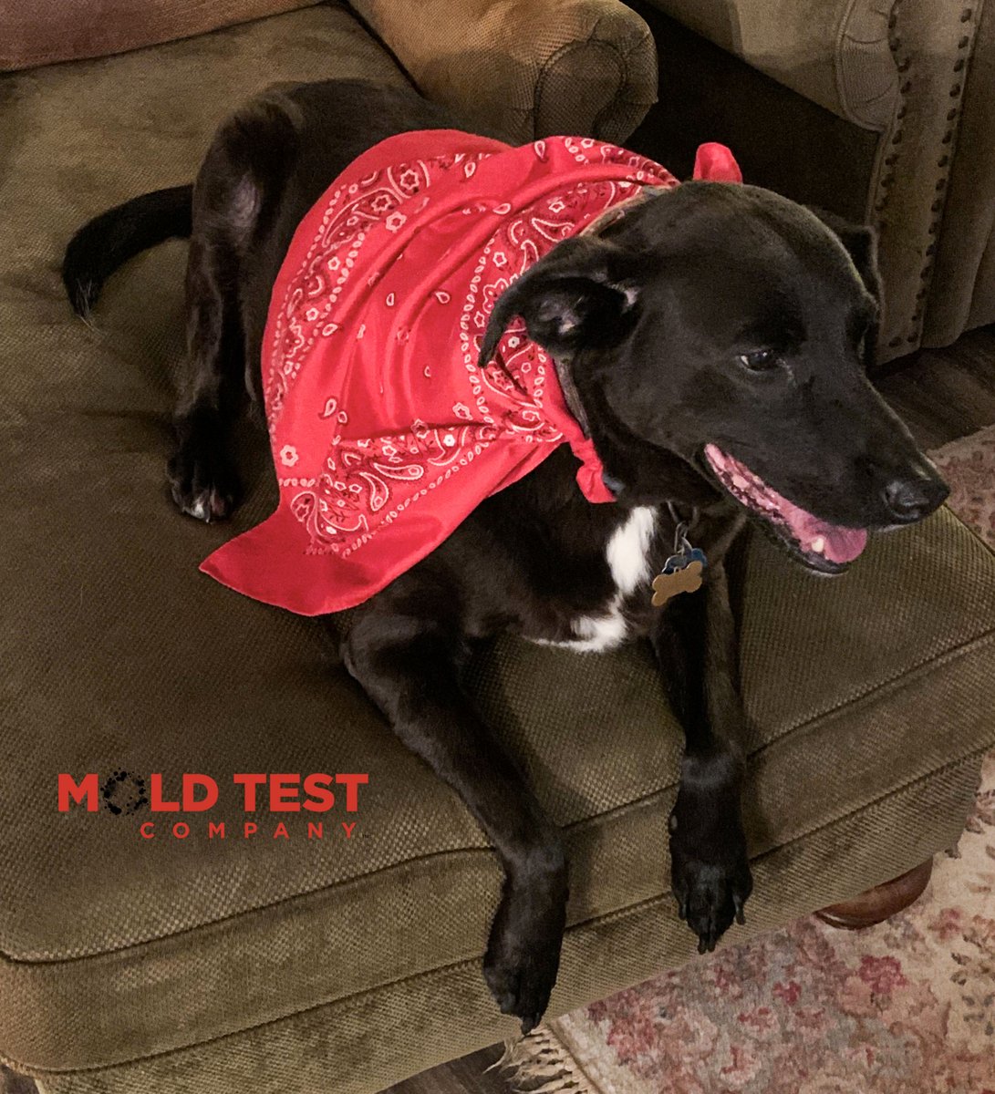 test_mold's tweet photo. Love is a 4-legged word...Happy National Pets Week!

#moldtestcompany #enviornmentalinspection #Nationalpetsweek #instalove #dogsofinstagram #dog https://t.co/CnKsjL2aG5