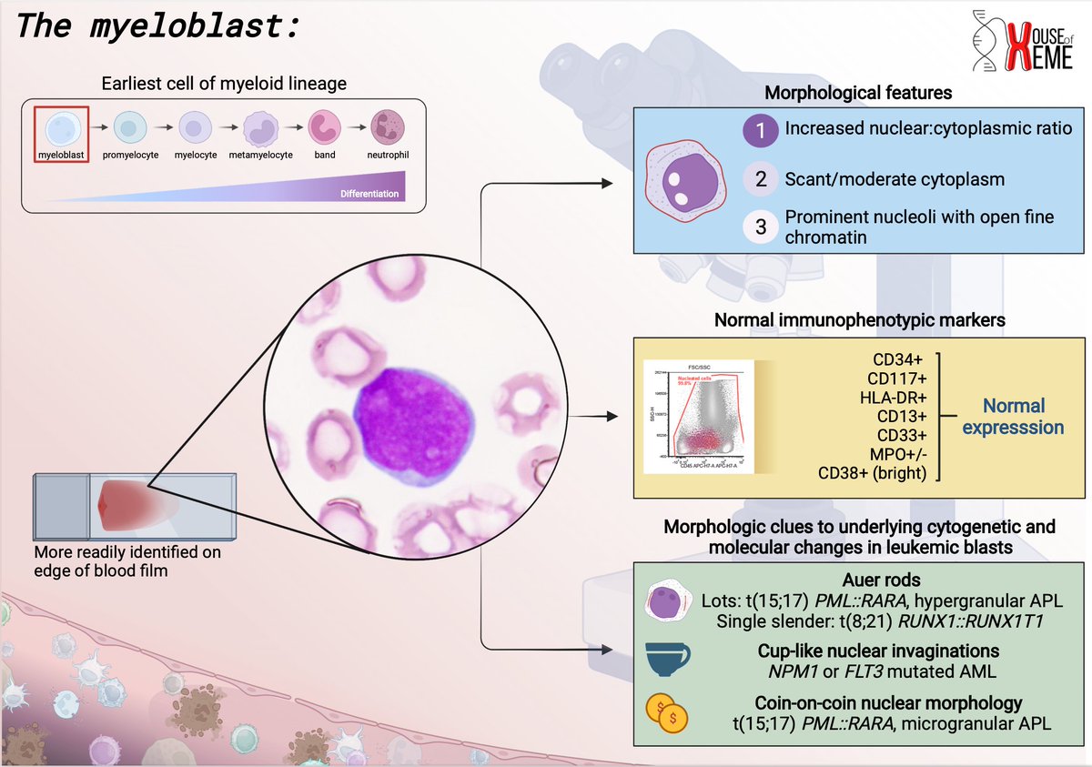 Happy Monday! The 🖼️ below contains some 🔑 learning points about myeloblasts to start the week off right⬇️⬇️ <a href="/KMirza/">Kamran Mirza MD PhD - کامران مرزا</a> <a href="/sanamloghavi/">Sanam Loghavi, MD صنم لغوی 🔬🧬</a> <a href="/NepheliR/">Nepheli Raptis</a> #HouseofHeme