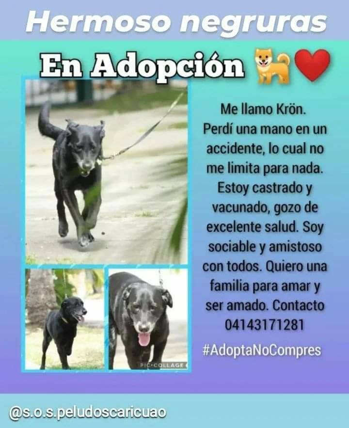 PerroUsuario's tweet photo. #EnBuscaDeHogar  Caracas https://t.co/b7Rr30G1zv