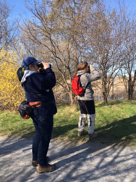 secondmarsh's tweet photo. It was a great day for birding on the #McLaughlinBayWildlifeReserve (property on the east side of #SecondMarsh) on Saturday. We saw 54 bird species. #GoBirdingDay
#FriendsOfSecondMarsh #Oshawa #SecondMarsh #NaturalHeritage #CulturalHeritage #OntarioWetlands https://t.co/lMmfn3dTNj