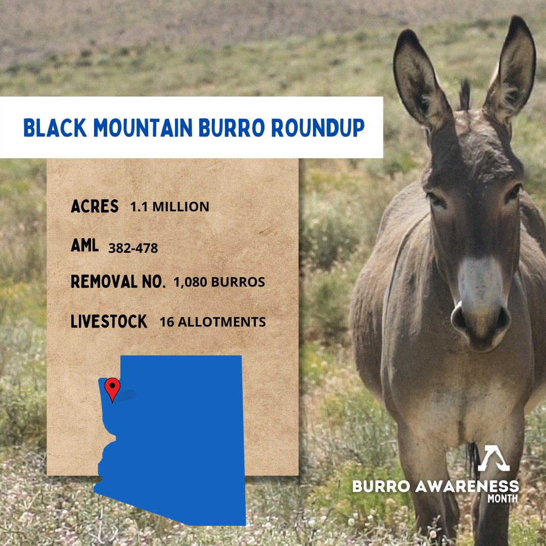 FreeWildHorses's tweet photo. Today, one of the largest wild burro #roundups in BLM history begins. Helicopters are being used to chase and captured the docile burros from the Black Mountain HMA, a 1+M acres on public lands in AZ. We will have field reps on the ground to bring you the latest. #burroawareness https://t.co/d2qG2cFKM2