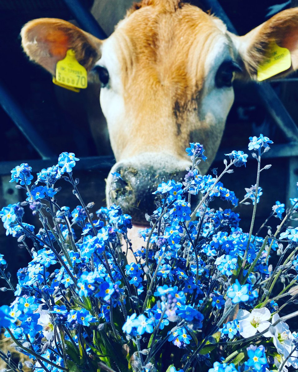 HopewallD's tweet photo. Happy Bank Holiday Monday to you all 💙 #hopewallfarm #dairyfarm #happycows #rawmilk #realmilk #milkdelivery #poynton #adlington #Macclesfield #bollington #kettleshulme #pottshrigley #stockport #bramhall #cheadle #disley #marple #didsbury #wilmslow #prestbury https://t.co/U90BncOlKz
