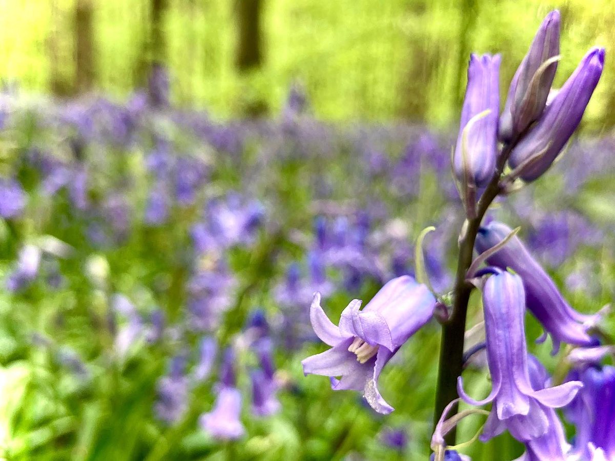 tikistevo's tweet photo. Bluebell woods, Newmillerdam! #wakefield #yorkshire #england #forest #woods #bluebells #nature #woodland #newmillerdam #countryside #hike #trail #mtb #goexplore #gohike @Hudsonweather @MyWakefield #bankholiday #spring https://t.co/ydkJGymKgn