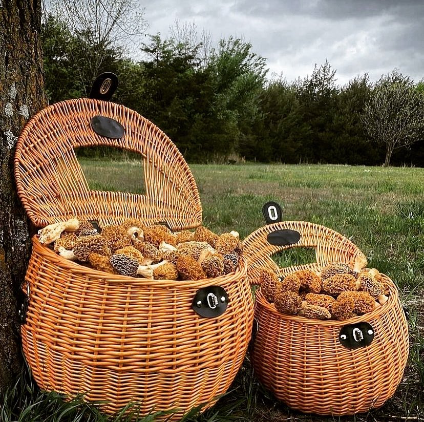 EarthBasket's tweet photo. What would you do with this many morels? Feast, dehydrate, sell?
I would FEAST and invite all my friends over! 🍄.
.
#motherearthmushroombasket #mushroombasket #mushroomjackpot #mushroomhunting #mushroomseason2022 #springtime #foraging #foragedfood #mushroomforaging https://t.co/SYAtMHkAdg