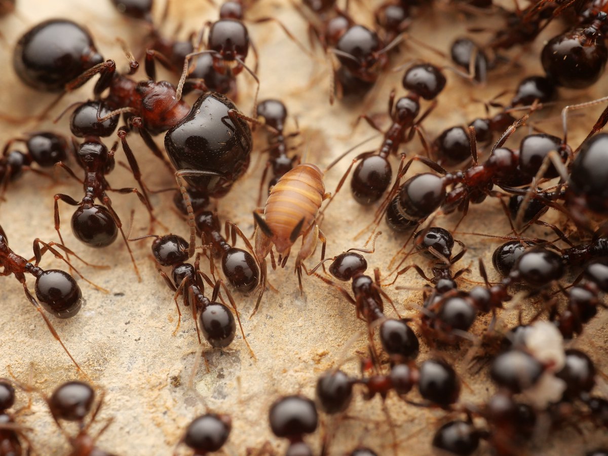 Finding ant crickets is always a delight! Here is one hopping around inside a Messor cf. wasmanni nest in Greece