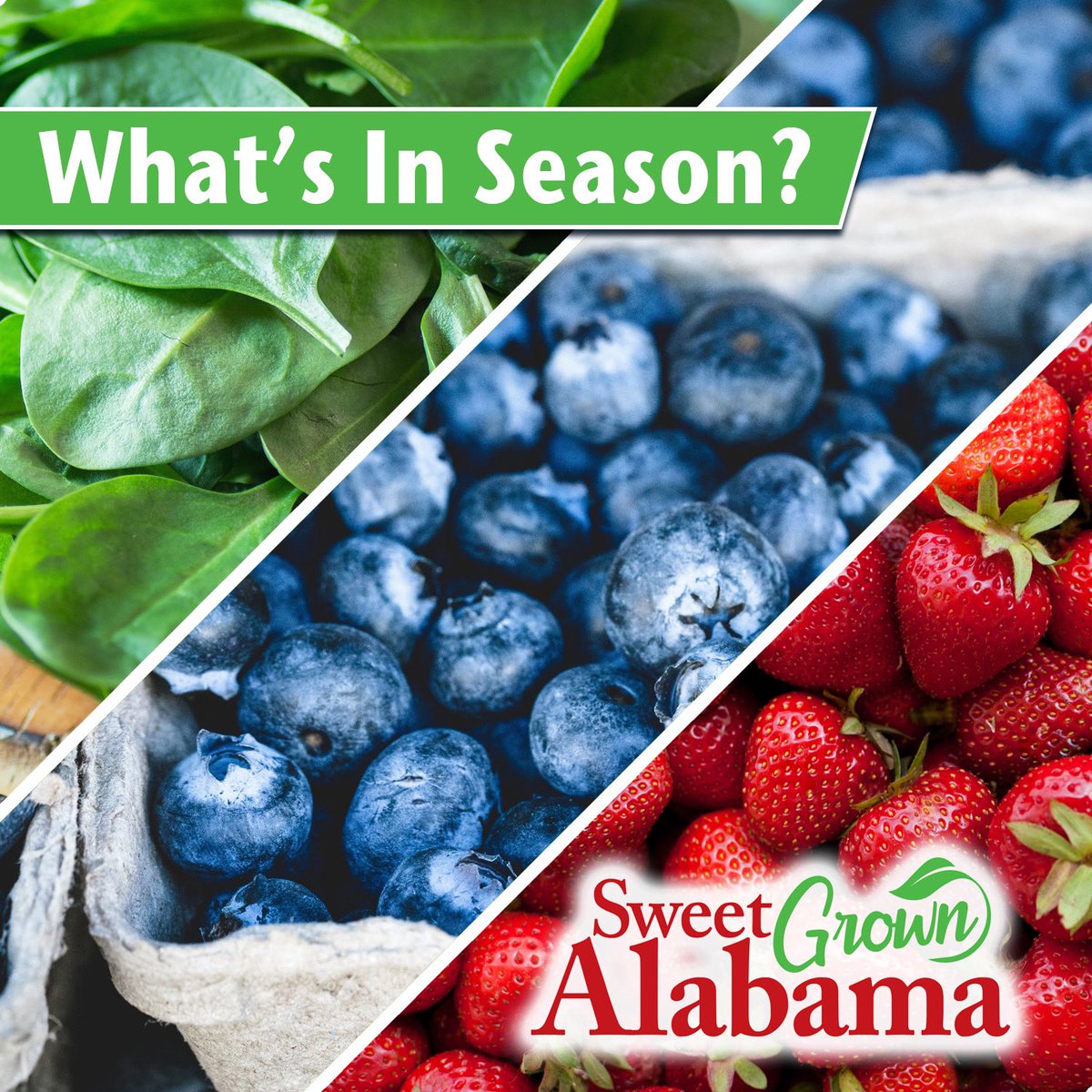 Sweet_Grown_AL's tweet photo. There is something always #InSeason in Alabama! You can now enjoy Sweet Grown Alabama strawberries, blueberries, spinach and more. Check out the harvest calendar at https://t.co/cQRyxkauPS to never miss out on seasonal products! https://t.co/AFh1KJu0sM