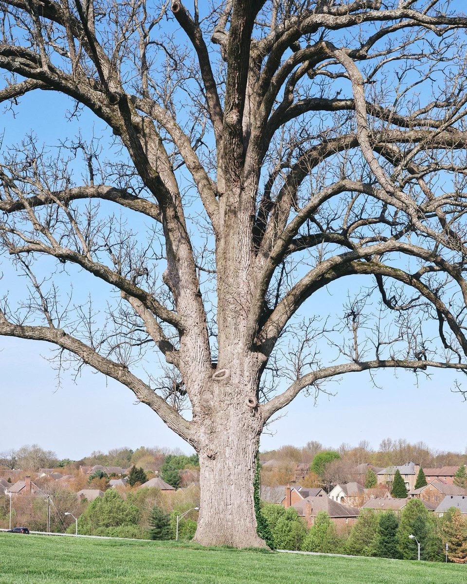 gatheringgrowth's tweet photo. The Schoolhouse Oak in Lexington Kentucky. Most likely a remnant of the oak savanna’s that once covered the blue grass area. https://t.co/MbZUvXtH8s