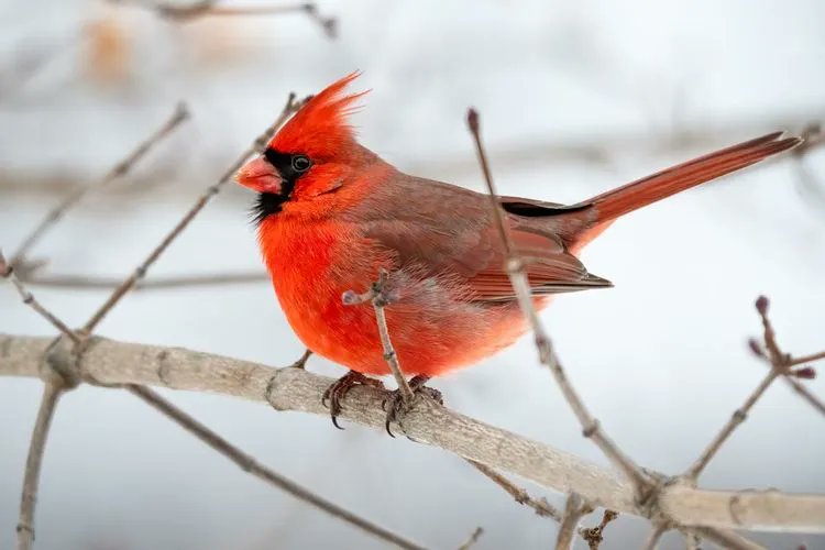 When God sends a cardinal, it's a visitor from heaven.