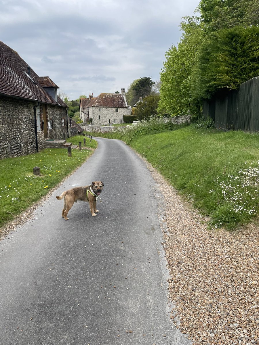 SkipperTheBear's tweet photo. Top #BankHolidayMonday bimble with mum - all around #FristonForest, chasing skwizzers and doing peemails. Stopped at the #TigerInn at #EastDean for chippy lunch and then home again. Now I does be pooped! 🤣 https://t.co/SSPfj3Amdr