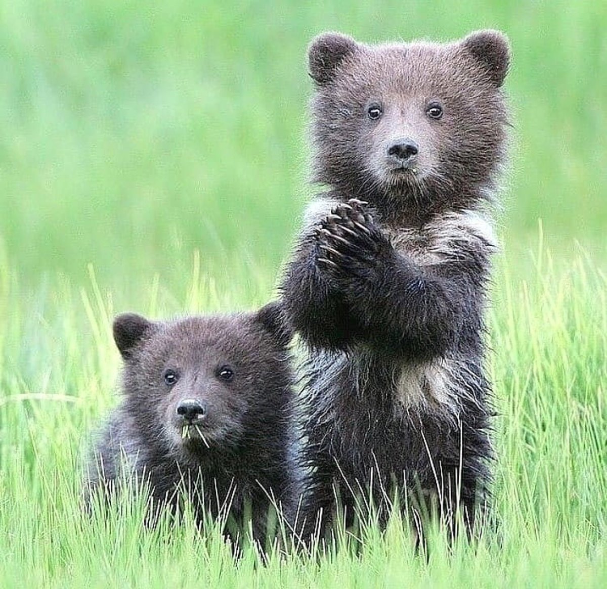¡Que tengan un buen inicio de semana!  🐻💟 #bazarlaveganeria #bazar #bazarcdmx #respeto #respetoanimal #animales #animallovers #veganoscdmx #veganosespaña #porelmundo #porlosanimales #amoralavida #veganoporamor #veganoporlosanimales #lifestyle 🌱