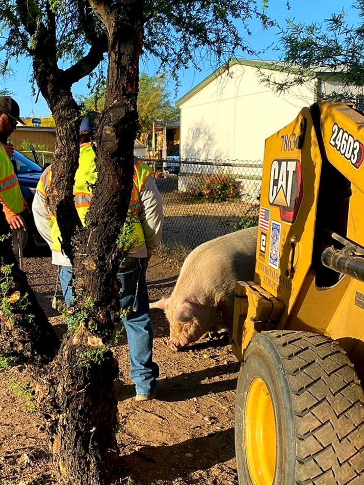 ofcrmagos's tweet photo. Something "hogging" the roadway? Southside Officers &amp; Environmental Services have their hands full corraling Frankenswine - and thats no hogwash. Thankfully, no ham-bulance ride to the hospital for this animal. Officers are keeping it contained until a piggyback ride is arranged. https://t.co/2cwO5ntJ03