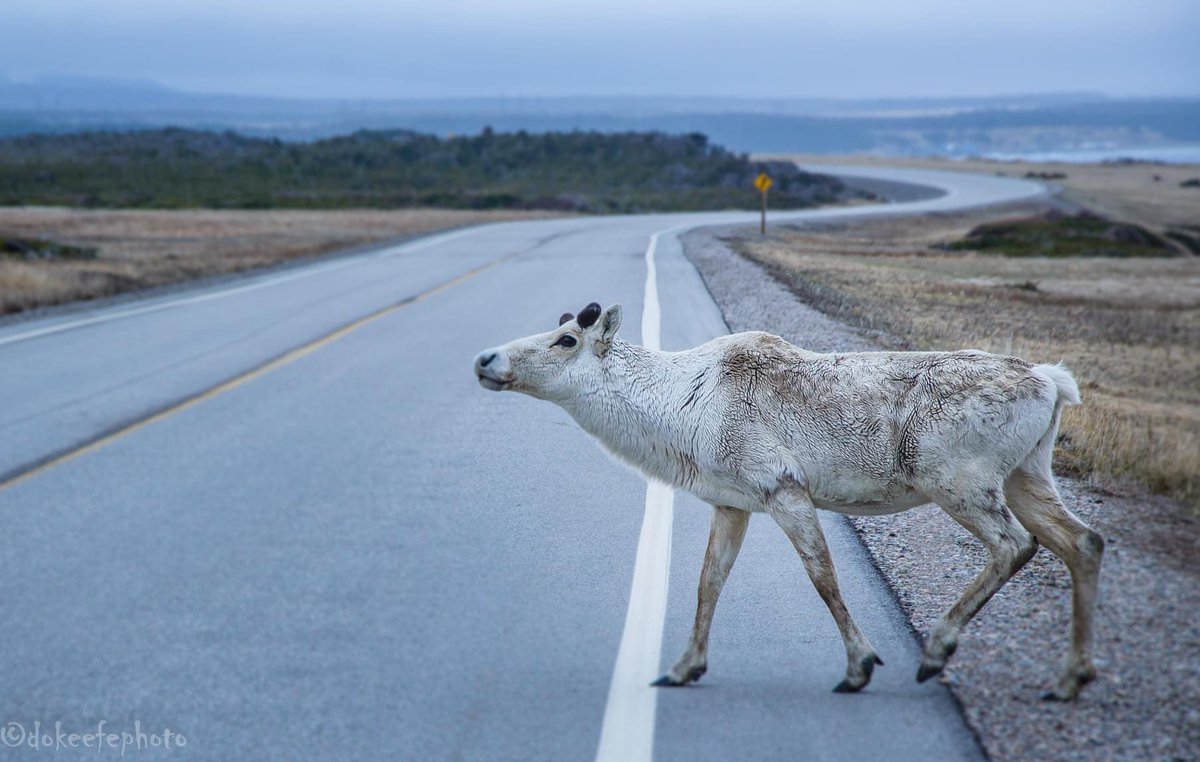 VikingTrail's tweet photo. Driving the Viking Trail Highway is always an amazing adventure! #VikingTrail #ExploreNL #adventure 📸 credits @DonnieOK https://t.co/pXPpmRY7oj
