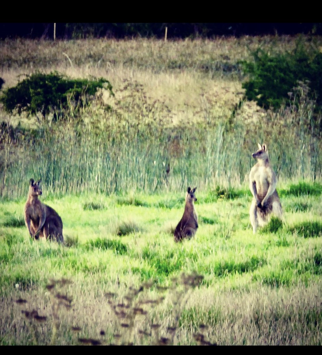 Allison_Allicat's tweet photo. My friends on Bong Bong Common ❤️🌱🍃🍂🍁 #southernhighlands #nsw https://t.co/WDVwyRwYH5