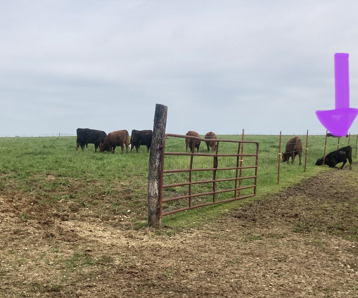 GarthGatson's tweet photo. I wonder how often I also choose to graze under the fence when the open gate is right there. https://t.co/XDpmlpyZB1
