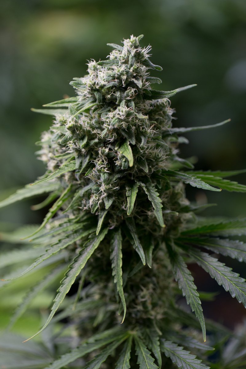 Critical + 2.0, the improved evolution of the famous #cannabis icon #Critical +