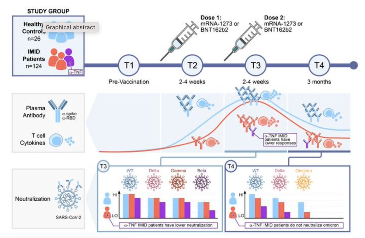 gingraslab (@gingraslab1) on Twitter photo Great collaboration with the labs of <a href="/Tania_WattsUofT/">Tania_WattsUoft</a> <a href="/guthealthmd/">Dr Mark Silverberg</a> <a href="/DrVincentPiguet/">Dr. Vincent Piguet</a>, Vinod Chandran, and others - insight.jci.org/articles/view/…. Congrats to Monica and Jaclyn for leading the experimental aspects of the study. Great collaboration with the labs of <a href="/Tania_WattsUofT/">Tania_WattsUoft</a> <a href="/guthealthmd/">Dr Mark Silverberg</a> <a href="/DrVincentPiguet/">Dr. Vincent Piguet</a>, Vinod Chandran, and others - insight.jci.org/articles/view/…. Congrats to Monica and Jaclyn for leading the experimental aspects of the study.