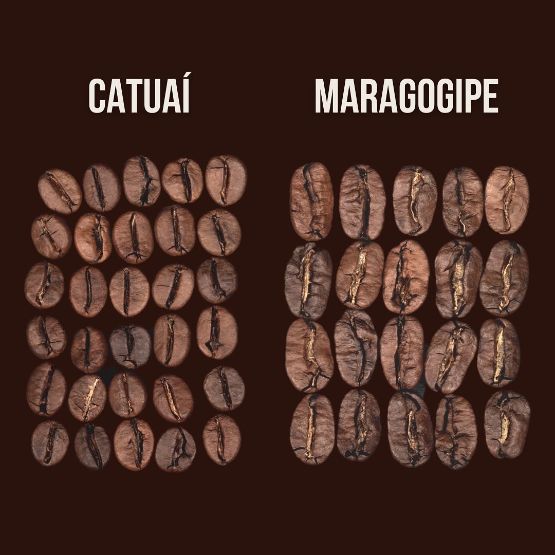 GooseBearCoffee's tweet photo. Different coffee 🫘 varieties can vary in size, shape, color and most importantly, flavor. This is why we are so passionate about only roasting single-varieties so that you can find the coffee that YOU enjoy the most 👌 https://t.co/WR1wnC3jCl