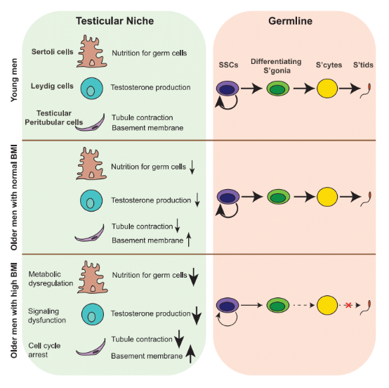 New research indicates that among older men, those with a high BMI index have a stronger rate of sperm abnormalities. 

Read more from this <a href="/Dev_Cell/">Developmental Cell</a> here: cell.com/developmental-…

<a href="/UofUMedicine/">Spencer Fox Eccles School of Medicine</a> Bradley Cairns &amp; Jingtao Guo