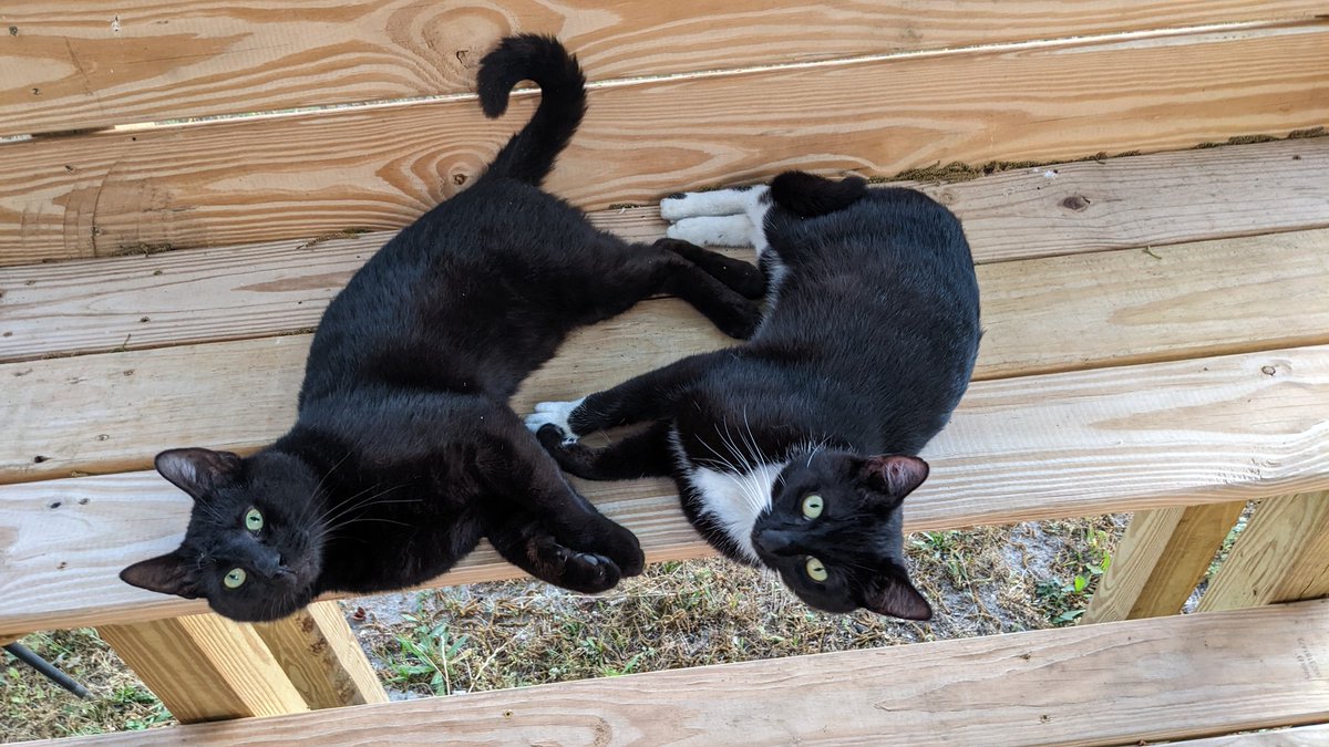 google_partner's tweet photo. Magilla and Cosmo
Magilla has officially become the mascot for https://t.co/af0DenklFu https://t.co/IUZTCizYUP