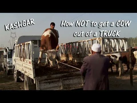 Kashgar's Animal Market: How NOT to get a cow out of a truck. buff.ly/3oTqMwr #China #Kashgar #humour #humor #funny #cows #wanderlust #tourism #traveltips #trips #expat