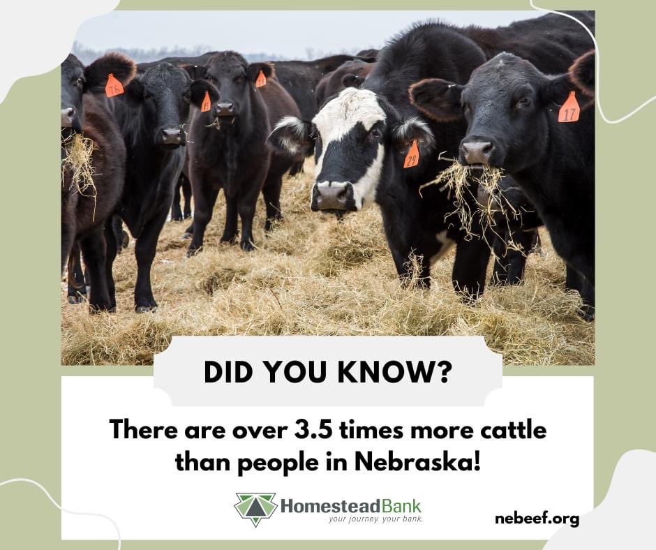Homestead_Bank's tweet image. May is Beef Month! Did you know there are over 3.5 times more cattle than people in Nebraska?

According to the Nebraska Beef Council, Jan. 2022 figures show that NE continues to have far more cattle than people. There are neatly 6.8 million cattle in the state! #BEEF #beefmonth