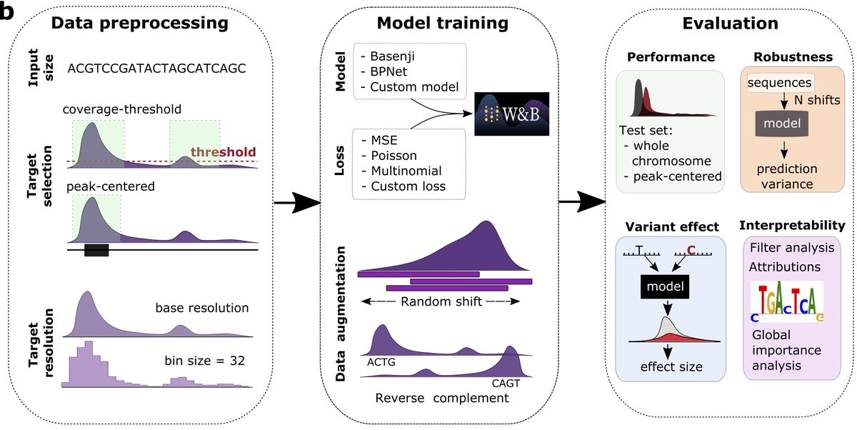 Peter Koo (@pkoo562) on Twitter photo New work led by Shushan Toneyan and Ziqi (Amber) Tang (<a href="/AmberZqt/">Amber Tang</a>) on evaluating deep learning models for predicting epigenomic profiles. #RegulatoryGenomics 1/5
biorxiv.org/content/10.110… New work led by Shushan Toneyan and Ziqi (Amber) Tang (<a href="/AmberZqt/">Amber Tang</a>) on evaluating deep learning models for predicting epigenomic profiles. #RegulatoryGenomics 1/5
biorxiv.org/content/10.110…