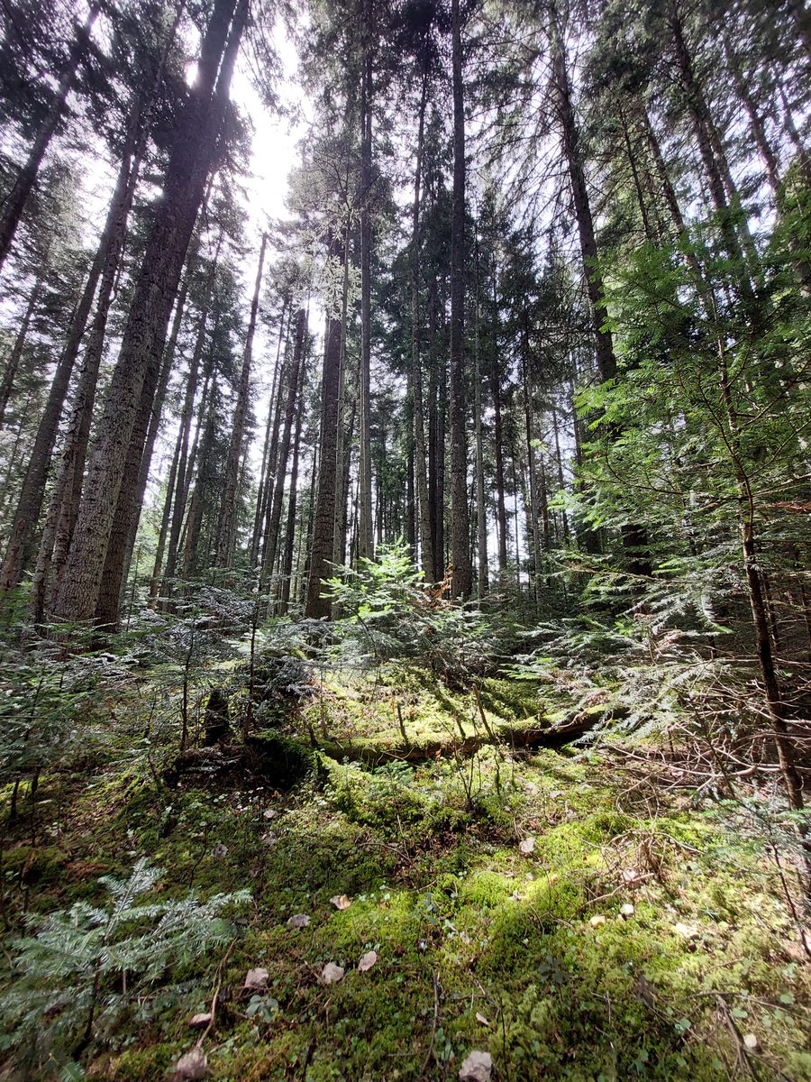 Green planet

#hikingisheaven #hikemoreworryless #hiking_hobby #hikingtrail #green #forest #naturelover #naturewonder #sunnydays #Monday #mountaineering #mountainscape