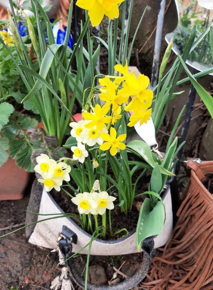 Suzie Wilson tweet media