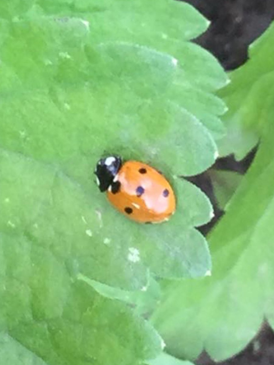 Suzie Wilson tweet media