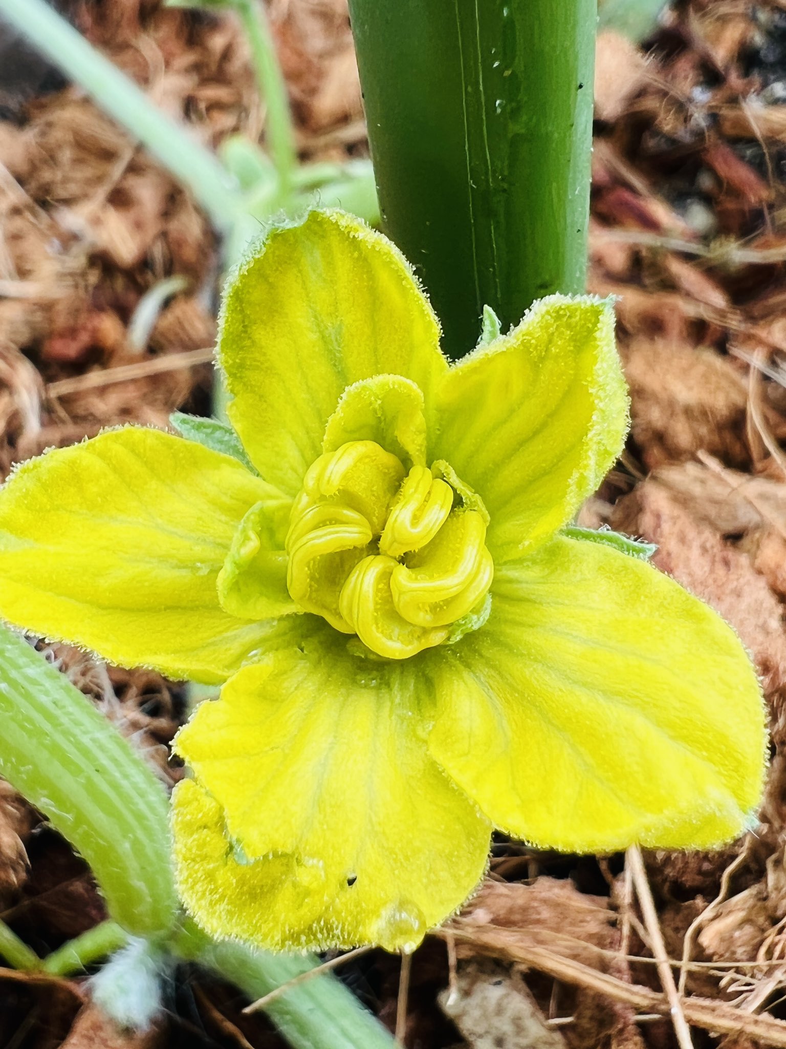 深町貴子 意外と問題は簡単でしたか その通り スイカの花です では 今度はもっとよく見て答えてね さて この花は雌花 でしょうか 雄花でしょうか ほるb T Co Iqbrwi7bwh Twitter