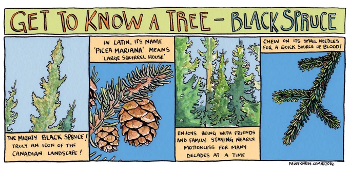 Get to know Black Spruce 