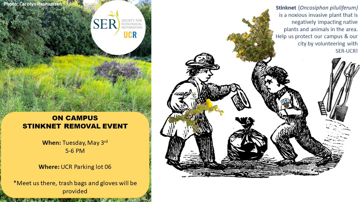 UcrSer's tweet photo. Hey @UCRiverside Highlanders, join us tomorrow in parking lot 6 for an on-campus stinknet pulling event! Let's stop this invasive species from invading our campus! Bring your friends and family, the more the merrier.  See flyer for more details. https://t.co/tSJIqBRkHD