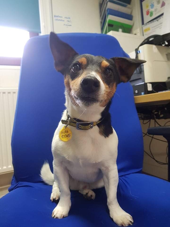 AdoptionsUk's tweet photo. Please retweet to help Fergus find a forever or foster home #EDINBURGH #SCOTLAND 🏴󠁧󠁢󠁳󠁣󠁴󠁿
Jack Russell aged 5, wiggly bum and happy smile.
 He is housetrained and good in the car, enjoys walks and play, can be left for short periods.  Adult home as the only pet
https://t.co/FR7MMYbfAU https://t.co/LHLf98nJGx