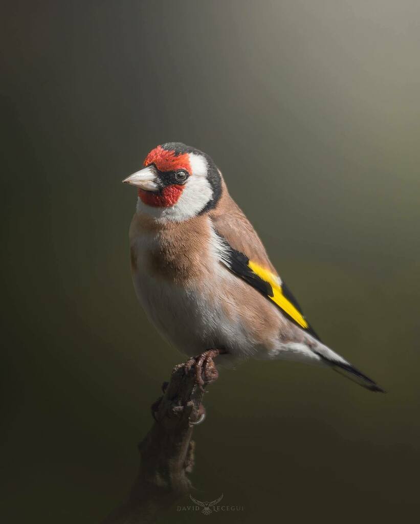 ObjectiuAlat's tweet image. La Cadernera (Carduelis carduelis) és un dels ocells més comuns al nostre territori però també dels meus preferits, tant pels seus colors com pel seu cant😍
.
.
.
.
#ocells_de_catalunya #icocells #ocellscat #ornitologia #catalunya_alnatural #ornitocat… instagr.am/p/CdEV7iGLwUt/