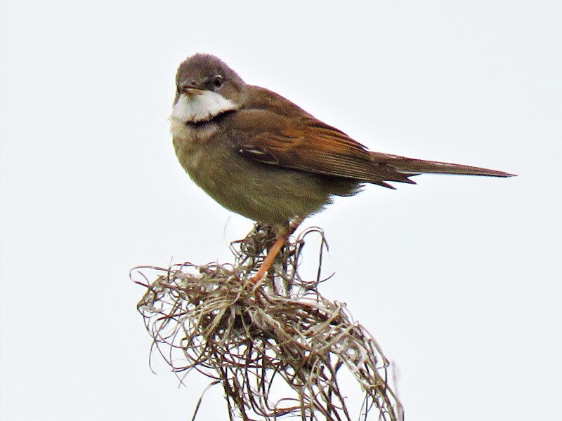 Here are Ed Wilson's sightings from today at Priorslee Lake and The Flash, Telford, Shropshire <a href="/sosbirding/">ShropshireBirdingNews</a> <a href="/BC_WestMids/">West Midlands Butterfly Conservation</a> <a href="/My_Wild_Telford/">My Wild Telford</a> <a href="/BTO_Shropshire/">BTO Shropshire</a> <a href="/ShropBotany/">Shropshire Botany</a>

Today's Photo: Common Whitethroat

friendsofpriorsleelake.blogspot.com/2022/05/2-may-…