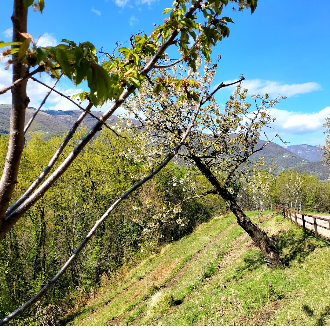 🌸 Le Colline di San Benedetto a Marostica; un trekking assolutamente da non perdere in questa stagione; tra ciliegi in fiore 🍒 e una natura in pieno risveglio primaverile assaporerai un momento di grande rilassatezza.
#veneto #marostica #vicenza