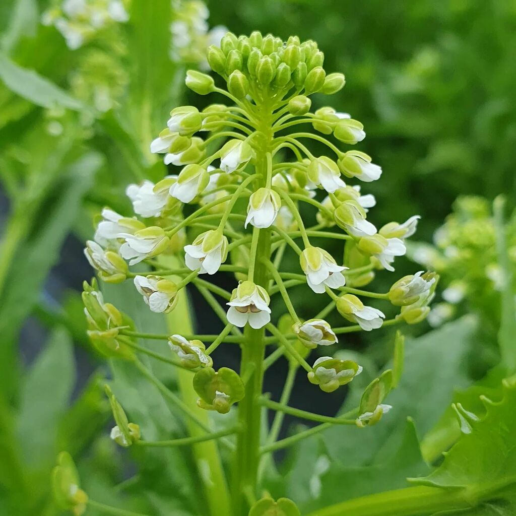 Pennycress -Thlaspi arvense, vibrant fresh green, promising wonderful sculptural seed heads and years of weeding. 
Currently germinating like crazy and encroaching my long suffering but pert and slowly increasing Gentiana asclepiadea instagr.am/p/CdEWNSHqApi/