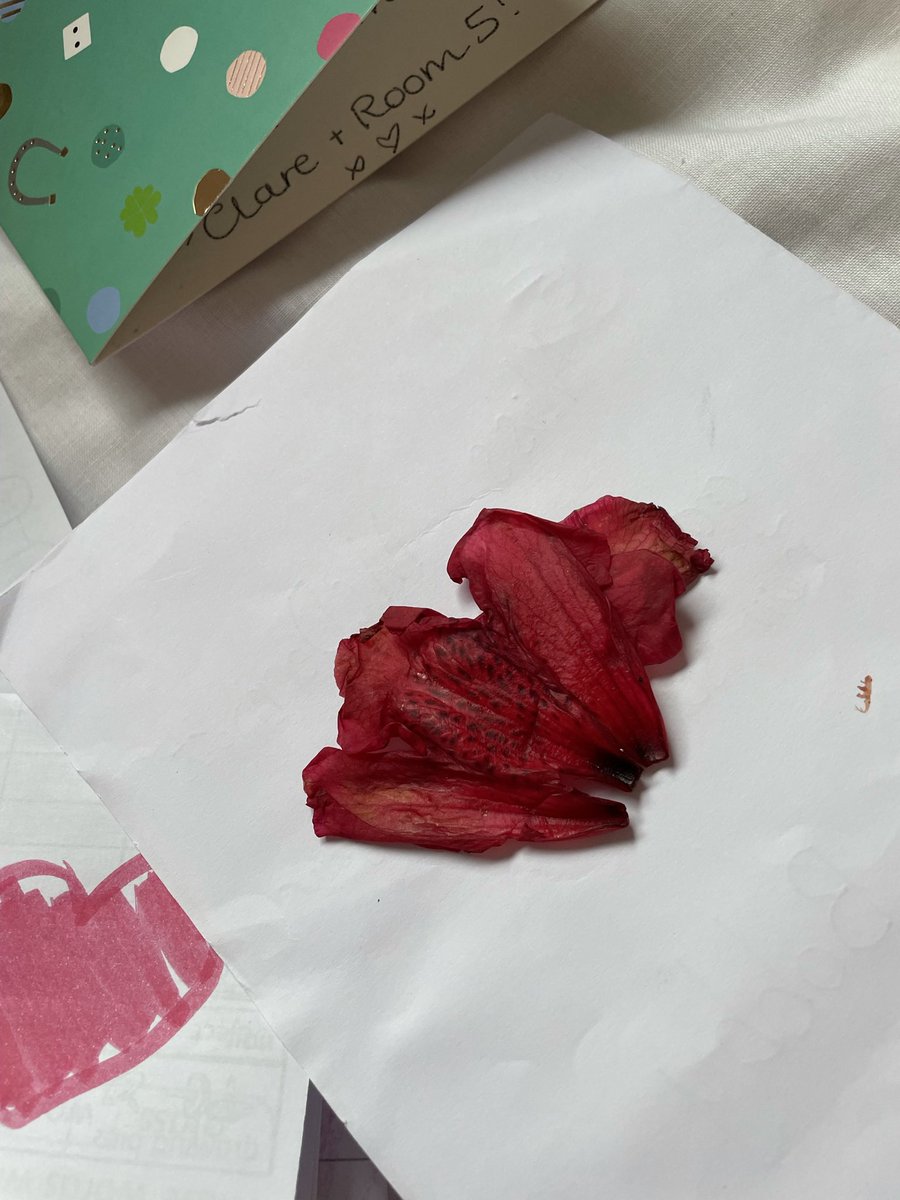 On my last day of placement a little girl came up to me first thing and said “I didn’t have time to go to the shops, but I found this at the church!” 😩 she brought me a flower!😭❤️ 

It’s the little things…✨✨✨

#studentteacher #primaryteaching #student #placement