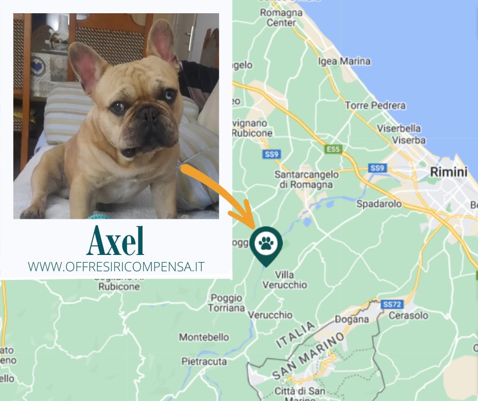 ricompensa's tweet image. offresiricompensa.it/index.php?page…
#smarrito Axel #bulldogfrancese #rimini #parcomarecchia #ricompensa