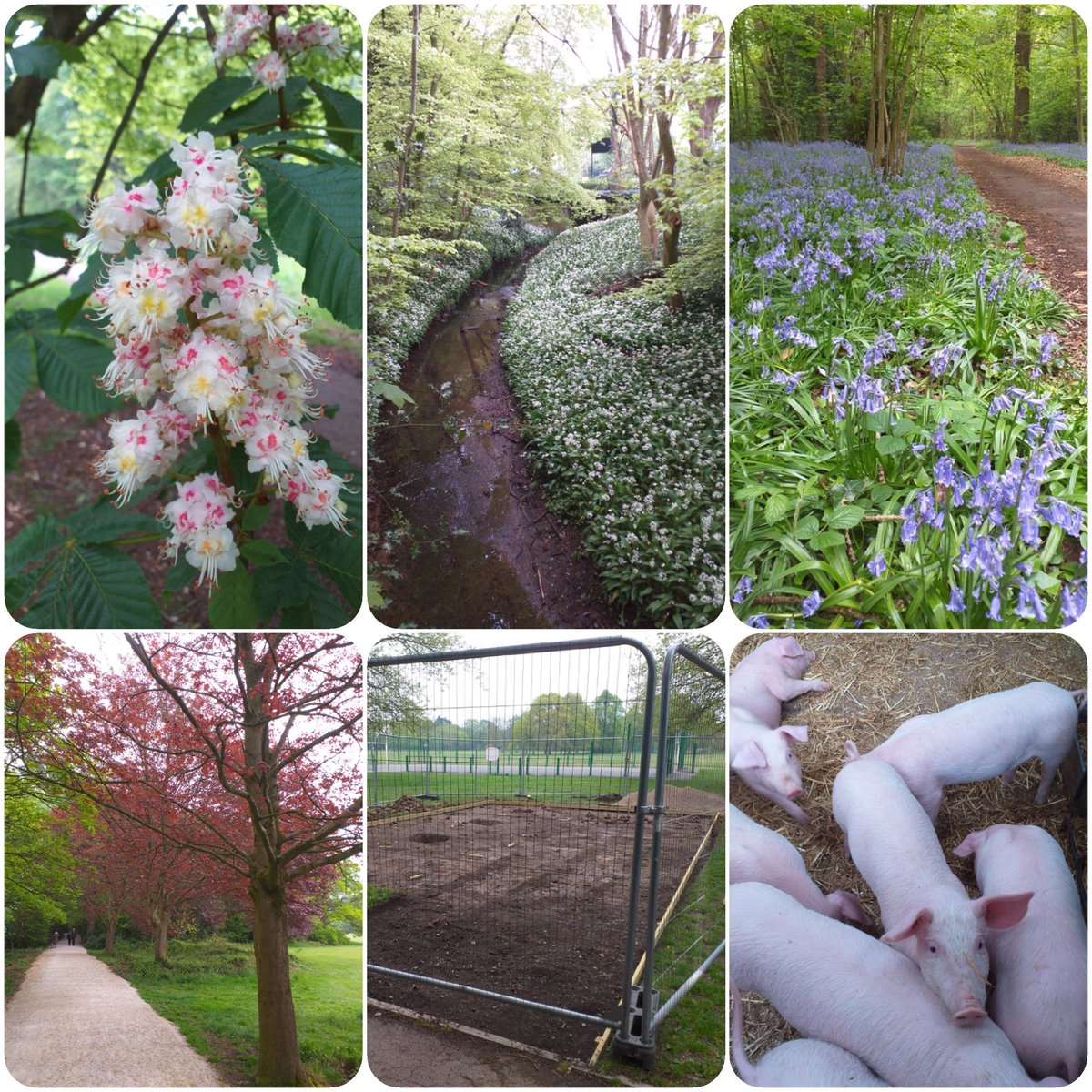 Stunning work from the Undercover duo:

“4.1 mile Wythenshawe Park litterpick with the legend Marilyn. Collected 6 bags of trash.
Car park, playpark, east side through Gib Wood and round to the main drive.
Work has now started on the outdoor gym.”

<a href="/WythParkFriends/">Friends of Wythenshawe Park (FoWP)</a> <a href="/ky1iew/">Kylie</a>