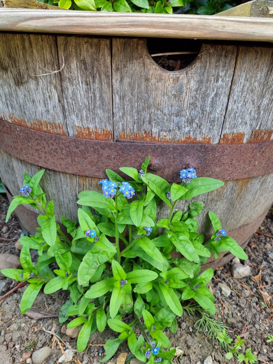 Forgot-me-nots have self-seeded next to the leafmould barrel 💙

#GardensHour #GardeningTwitter #FlowerPhotography
