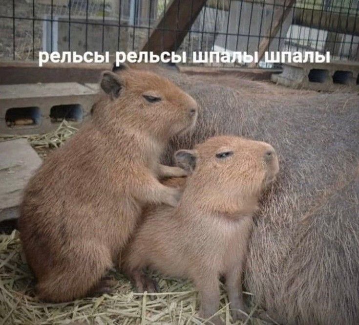 каждая женщина хочет только одного: