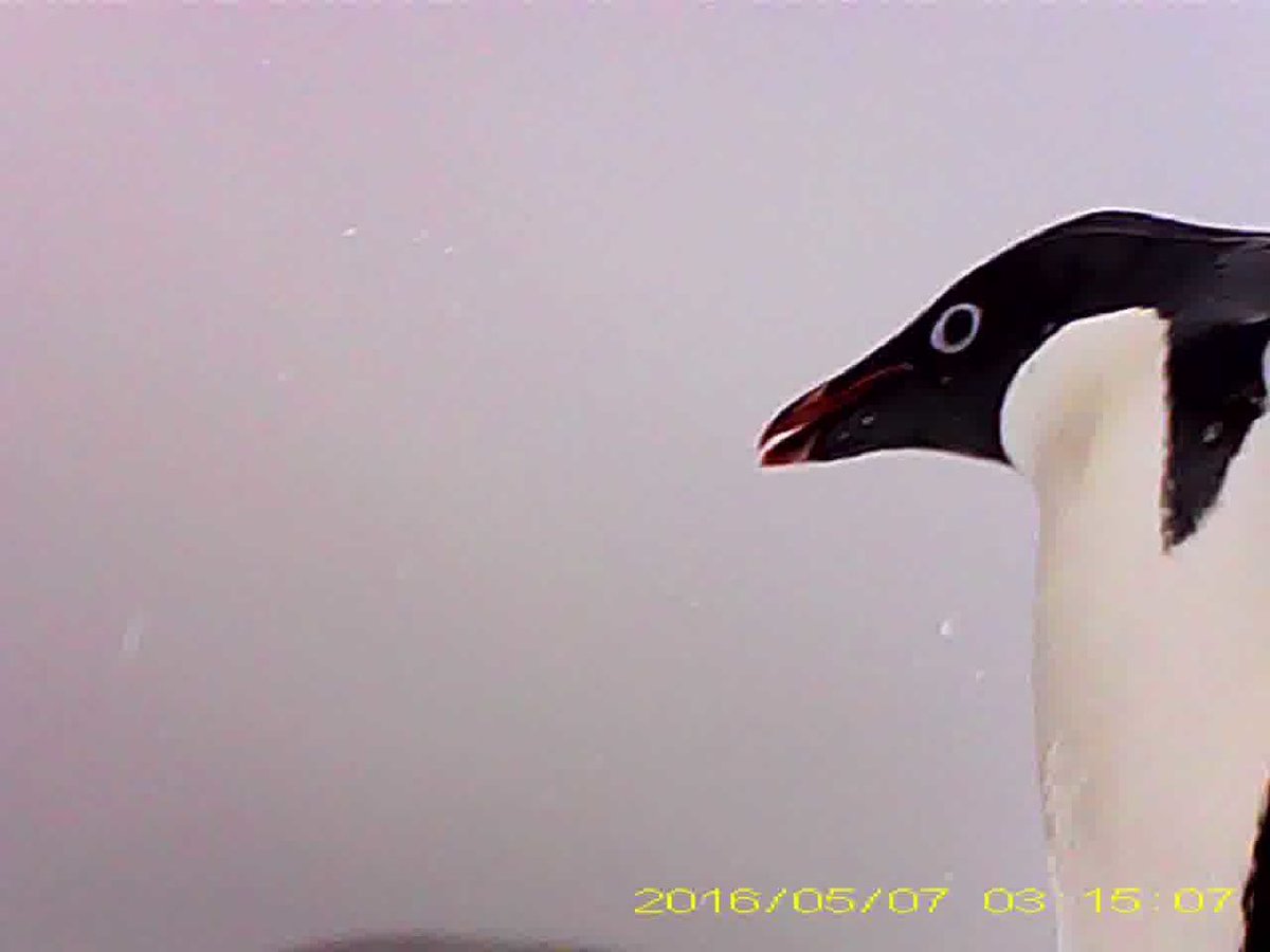 Happy Monday! Here’s a portrait of an Adélie penguin taken by an Adélie penguin 🤯 
Video loggers taped to a penguin’s back help us study foraging behaviors. They also provide a wealth of fun #picturesbypenguins