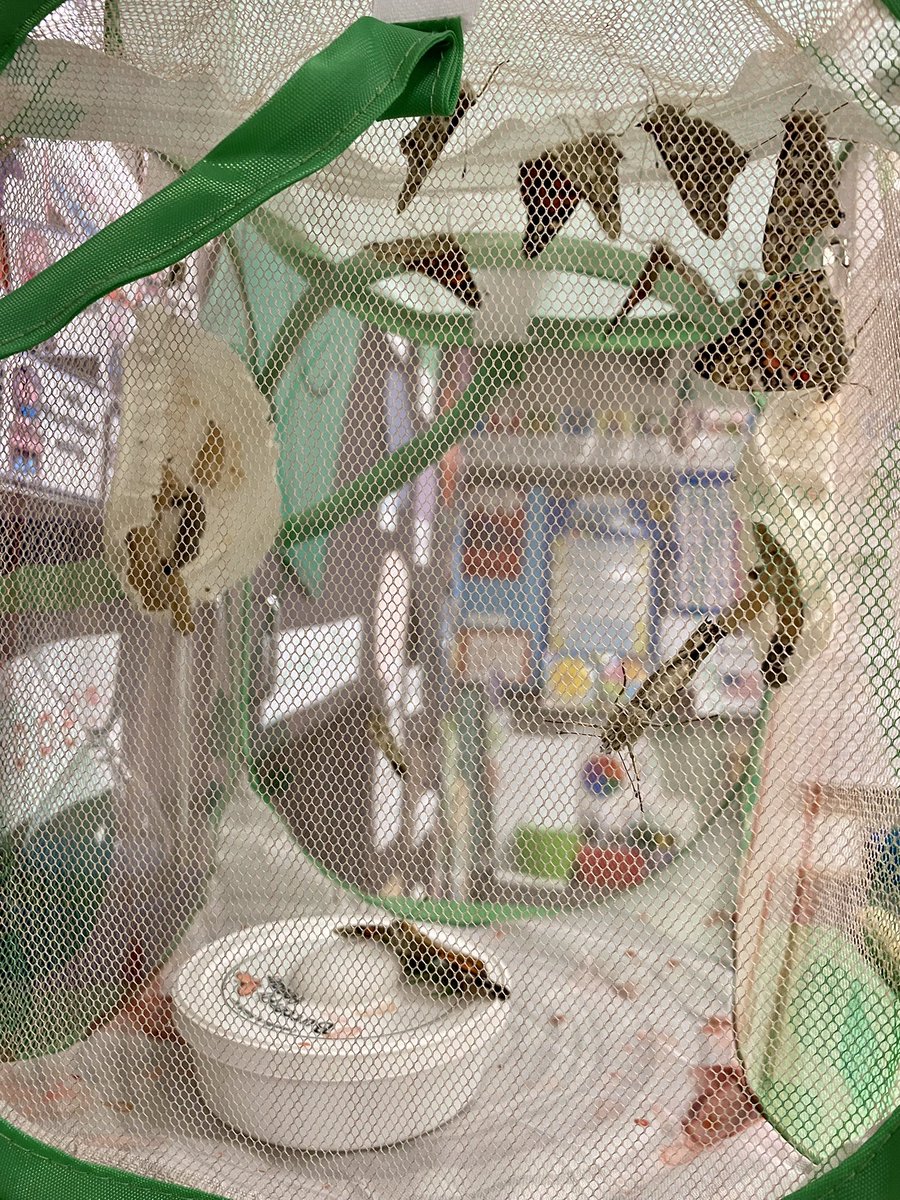 epolomskyprek's tweet photo. We are still waiting on two butterflies to emerge. The kids love watching them dry their wings and drink their sugar water. We will release them Friday. #MBEUnity
#mbeisfamily
#mbebears
#mbebears2021
#lighttheway
@HumbleISD_PREK
@HumbleISD_MBE https://t.co/HtQlA6uKNn