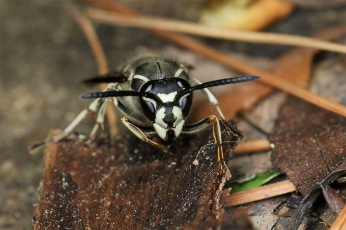 クロスズメバチの特徴 たった5分で黒い蜂の正体と対処法がわかる 生活110番